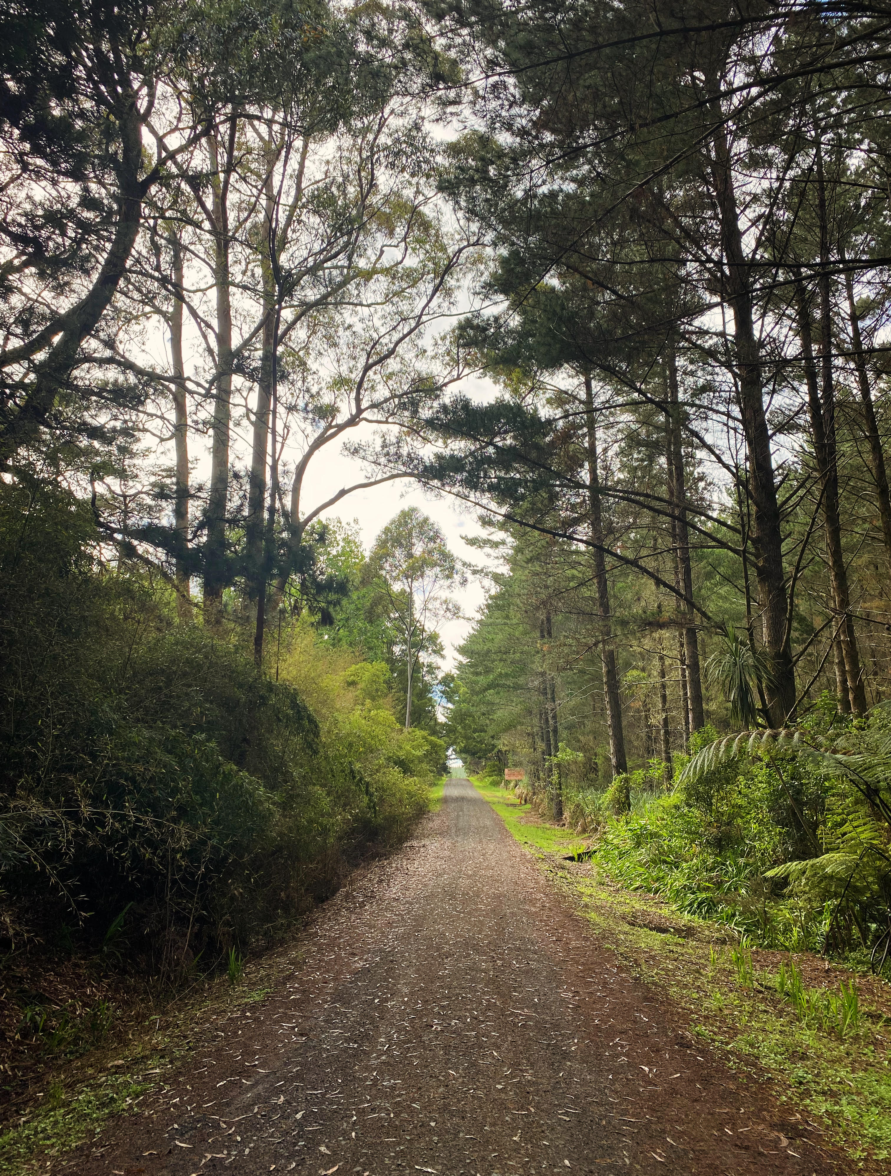 Winding dirt road through a dense forest with tall trees on both sides.